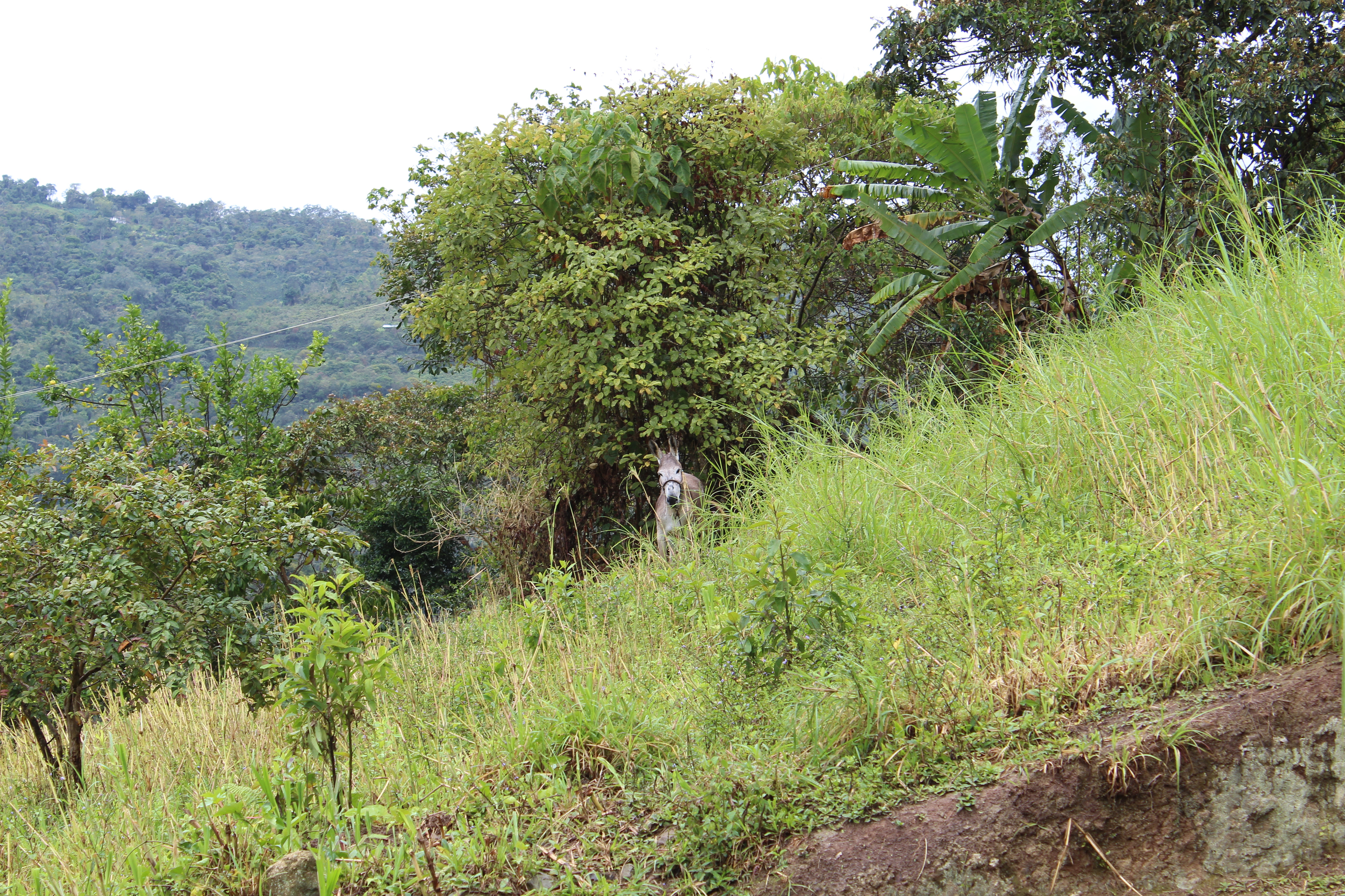 Classic: Alberca Collective