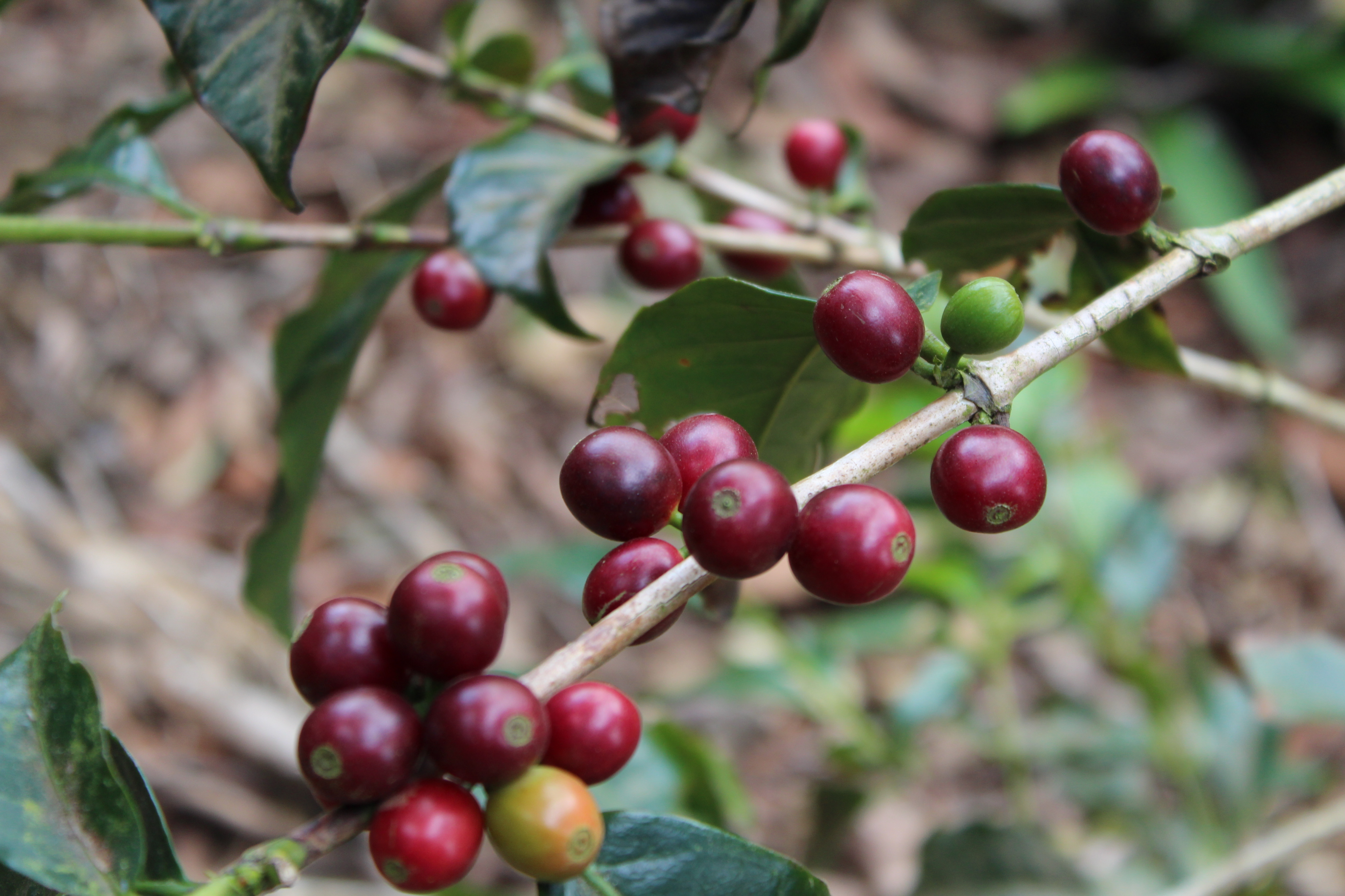 CAFESCOR Select Decaf