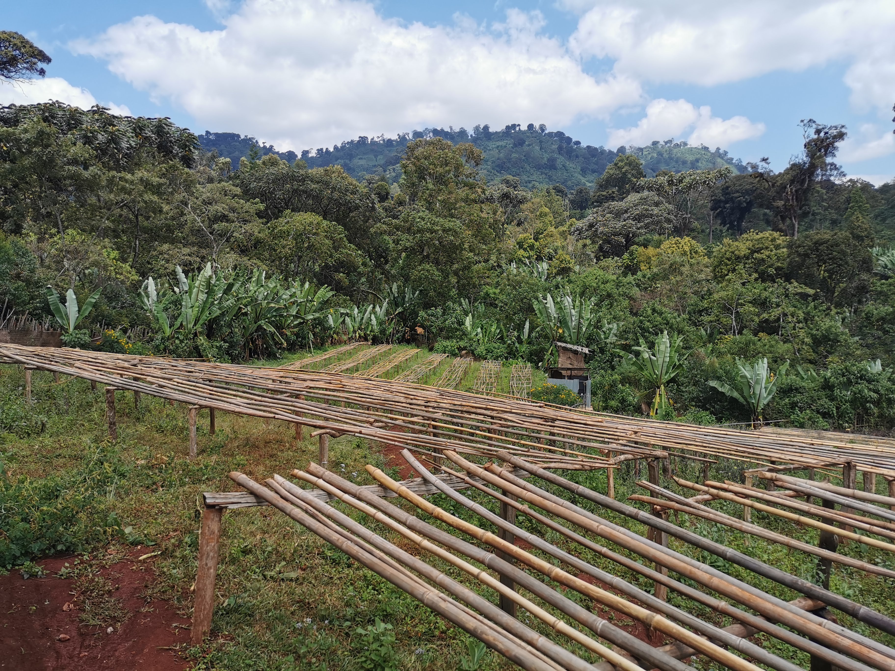 Magarrisa Chelbesa #5