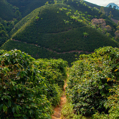 Valle Del Cauca Decaf