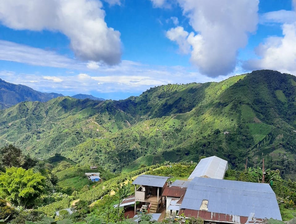 MB4: Ninco Pink Bourbon