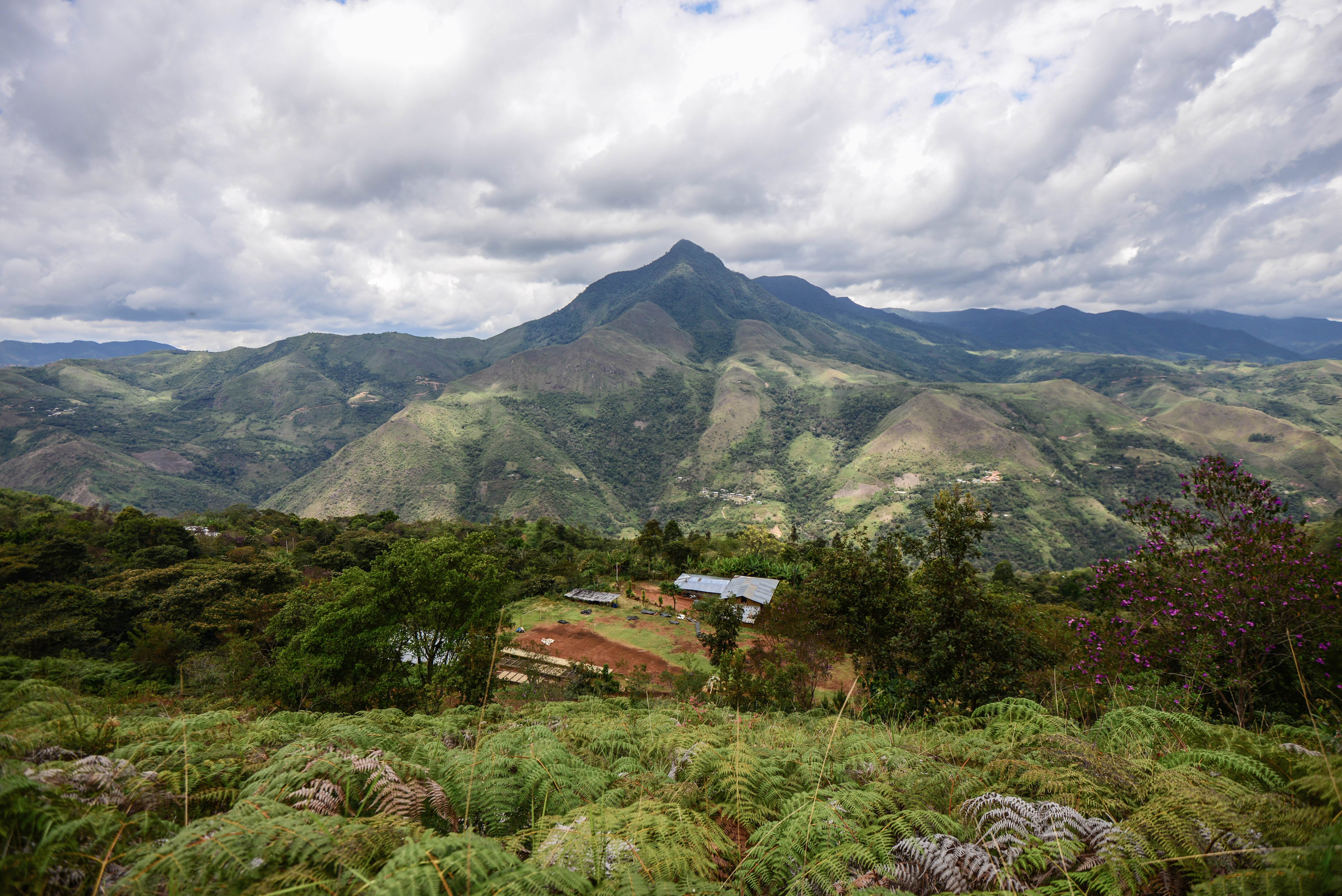 Classic: Estrella Divina