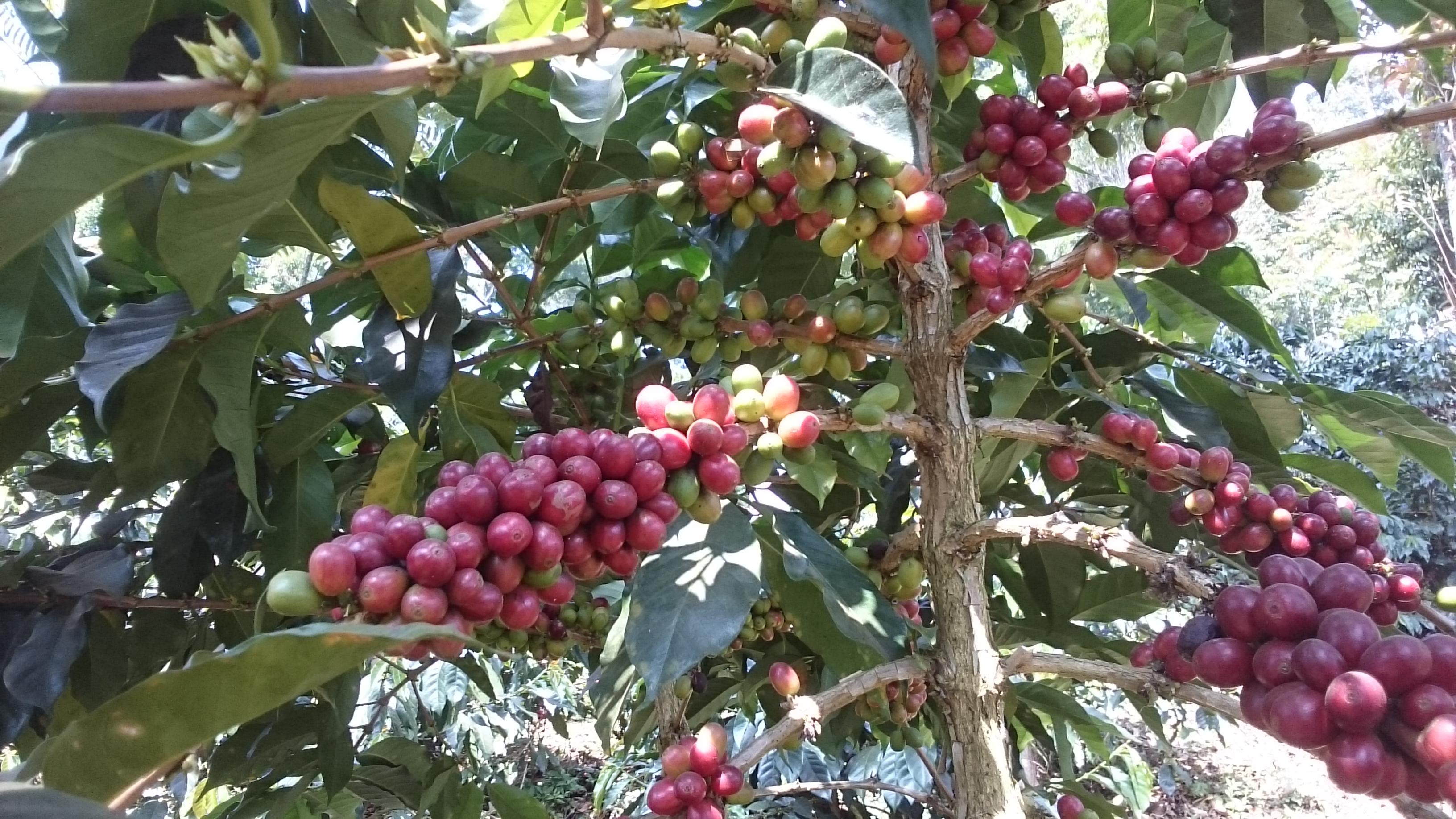 Classic: Frinsa Estate Super