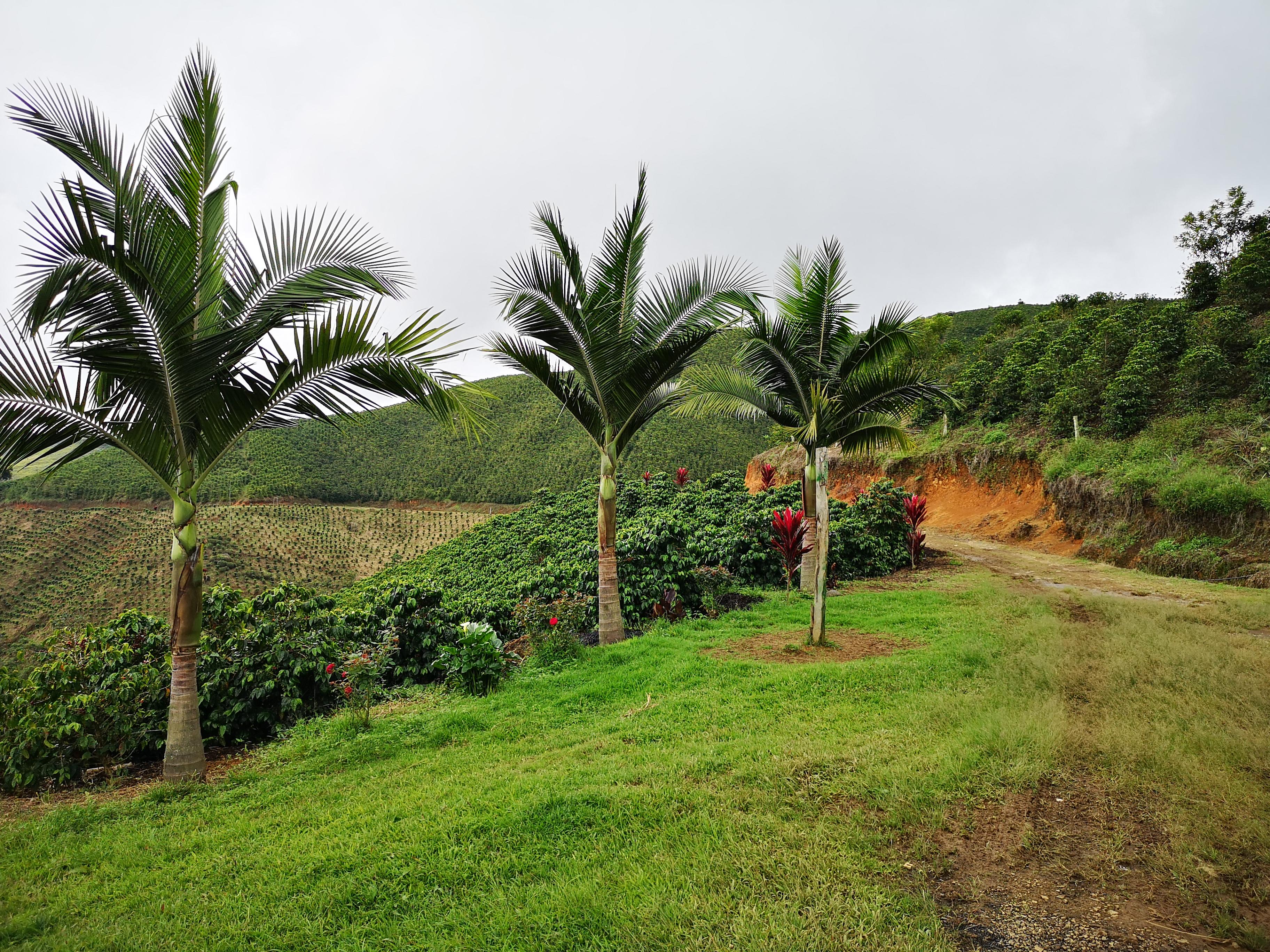 Classic: La Virgen #1