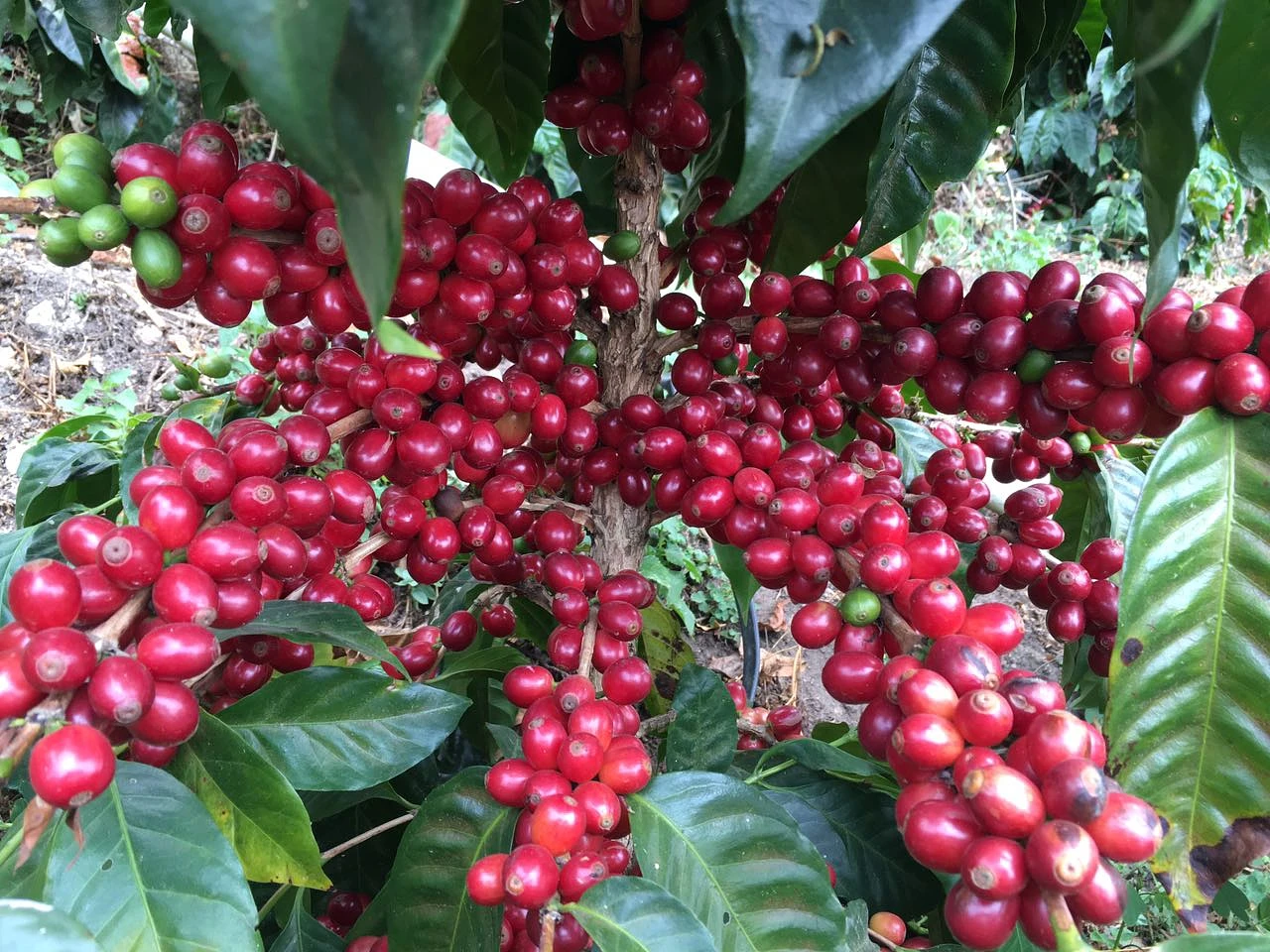 Purchase El Morito coffee with flavors of Vanilla, Grape, Almond