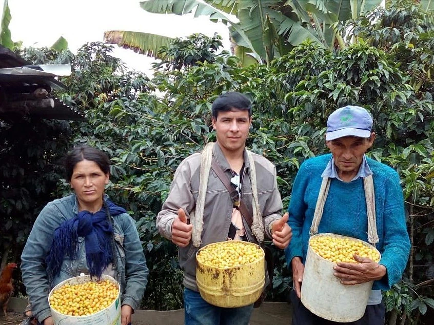 Purchase La Colmena  coffee with flavors of Black Tea, Berry, Stone Fruit 