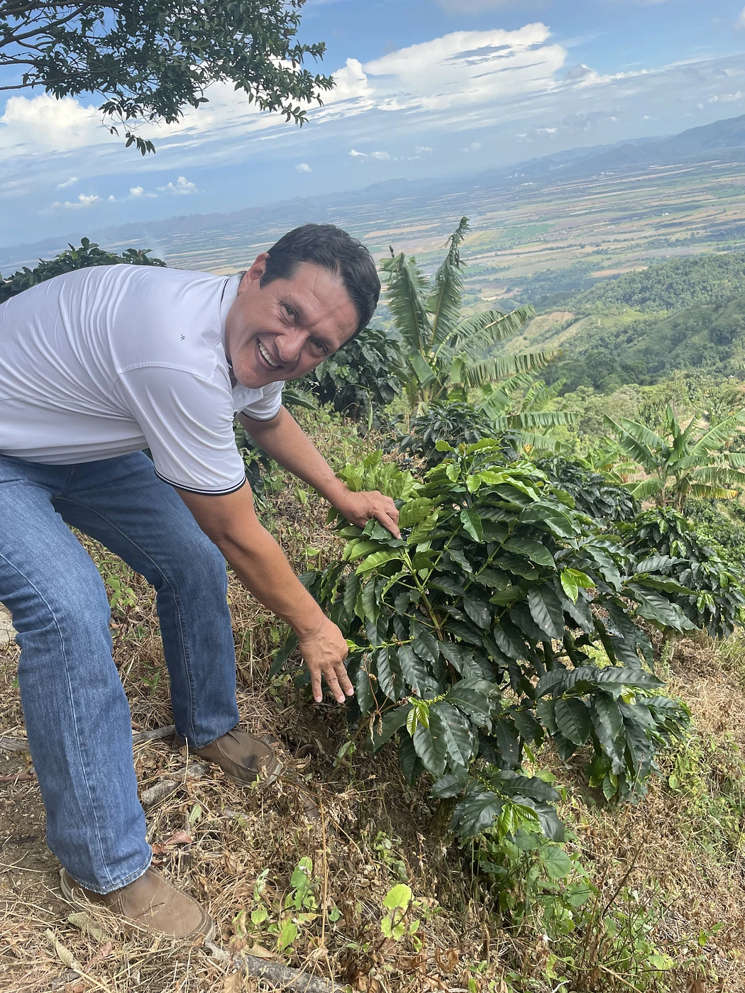 Purchase San Pedro Gesha coffee with flavors of Lemongrass, Tangerine, Citrus