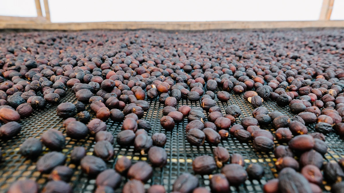 Tasting Series: Finca La Esperanza Natural