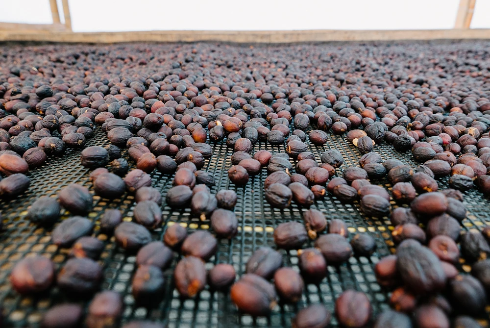 Purchase Tasting Series: Finca La Esperanza Natural coffee with flavors of Red Berry, Floral, Chocolate