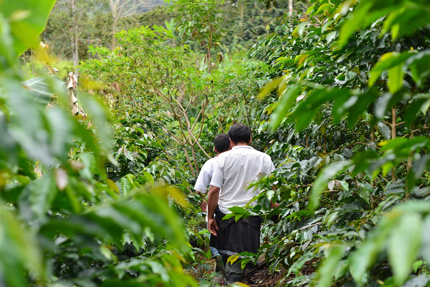 Purchase Rayos Del Sol  coffee with flavors of Apple, Berry, Lavender 