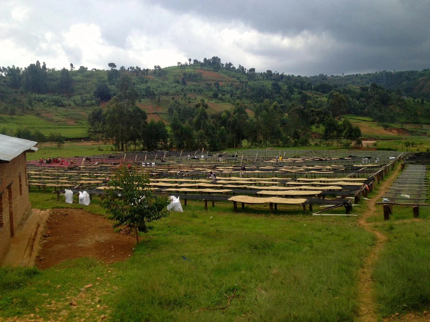 Purchase Burundi Buziraguhindwa coffee with flavors of Peaches, Citrus, Sweet Finish