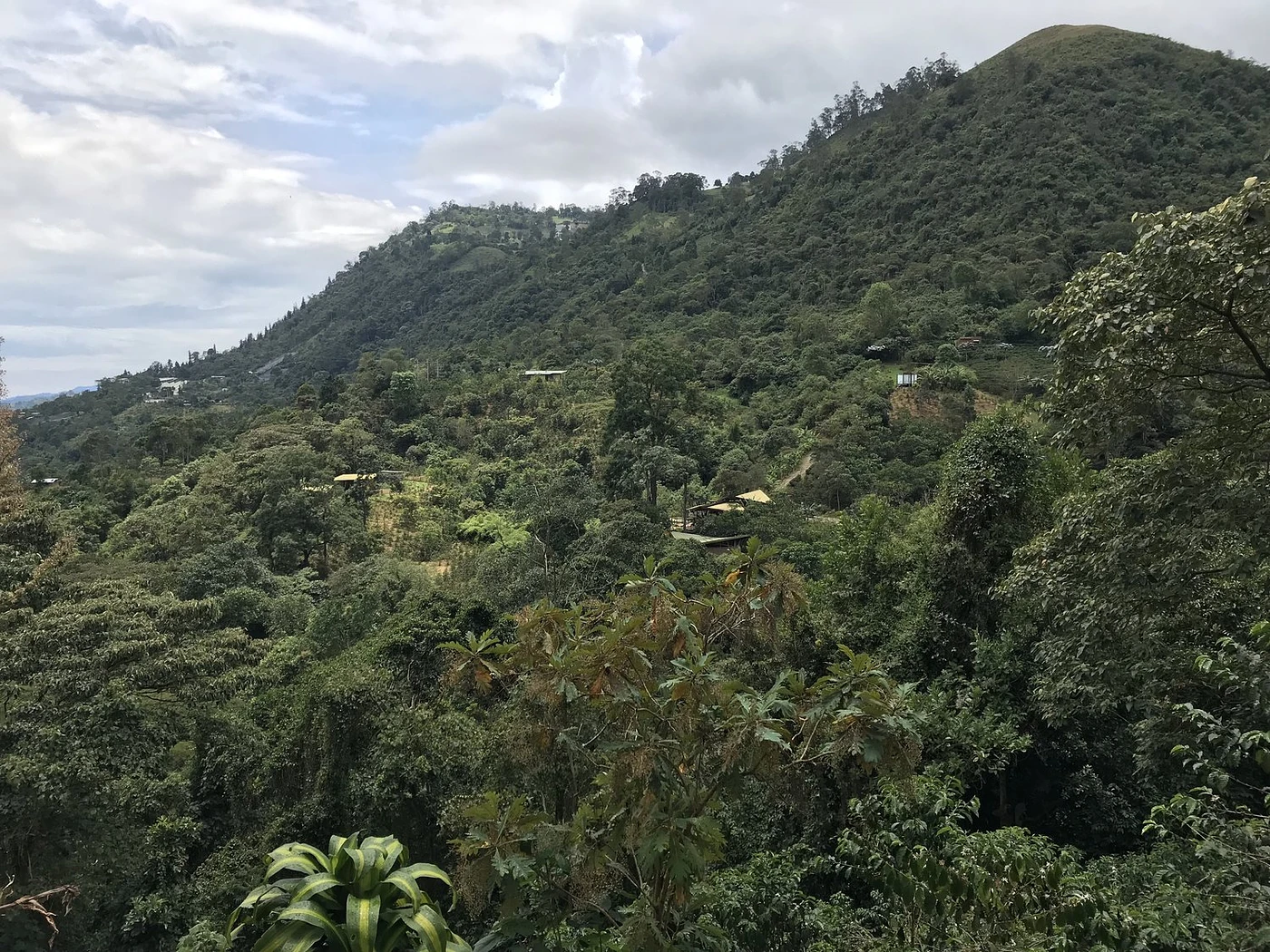 Purchase Tasting Series: Benavides Lot 2 coffee with flavors of Tasting Notes: Bergamot, Red Currant, Peach