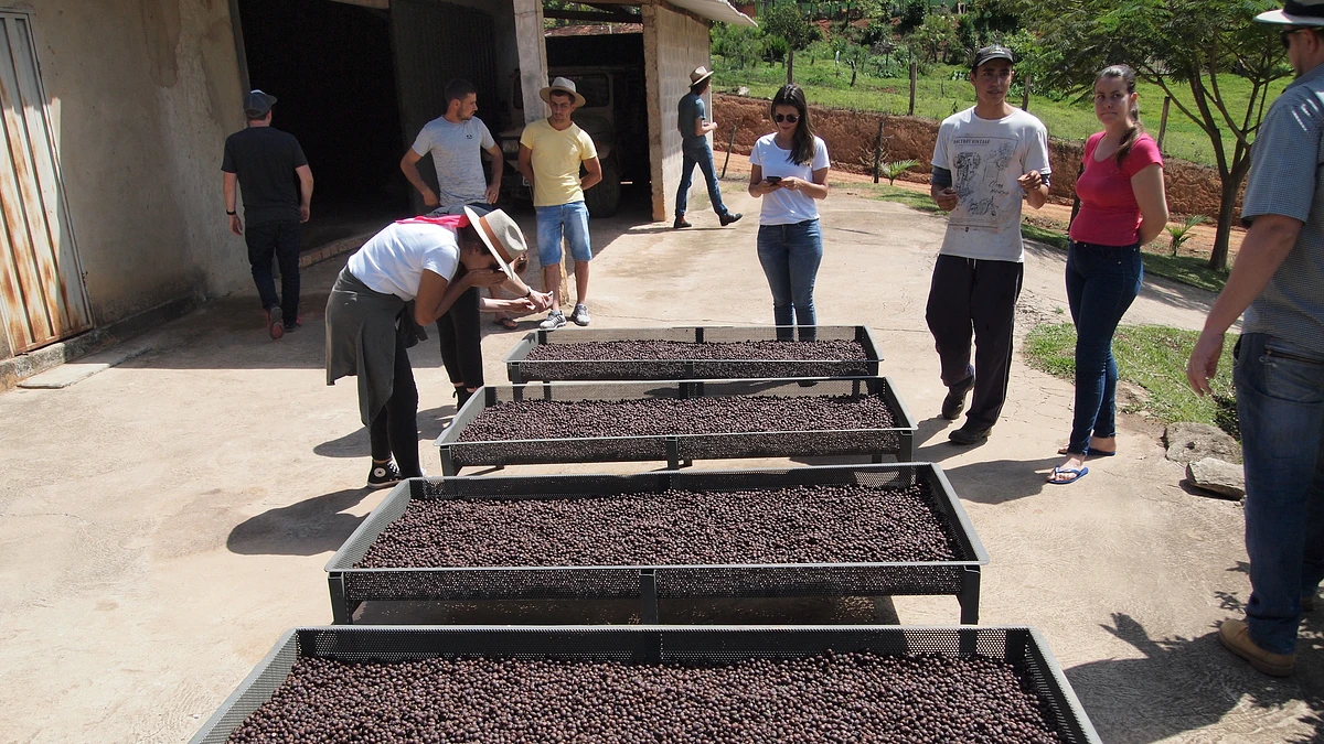 Purchase Sitio Vargem Anaerobic #7  coffee with flavors of Lavender, Mango, Plum 