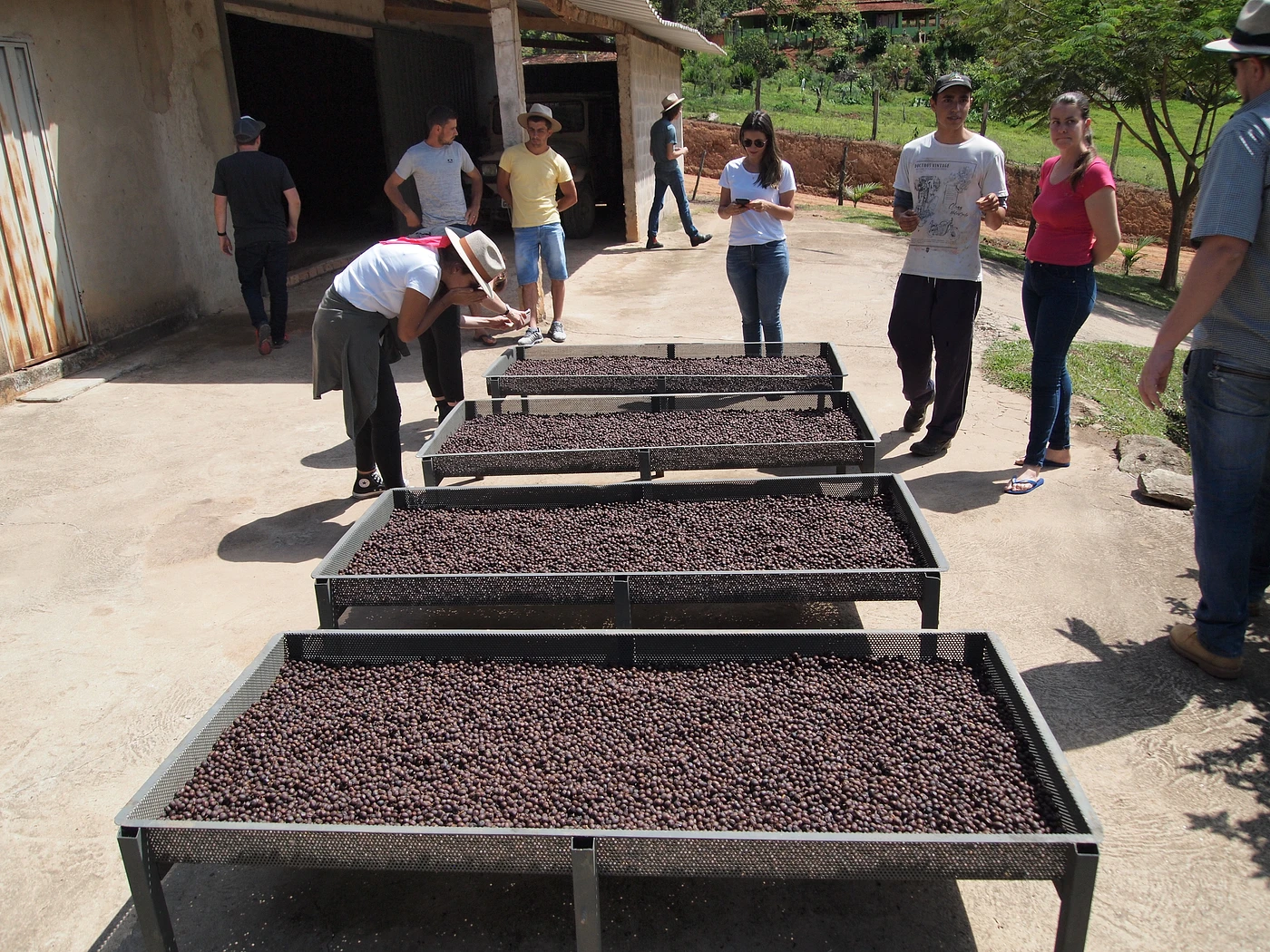 Purchase Sitio Vargem Anaerobic #7  coffee with flavors of Lavender, Mango, Plum 