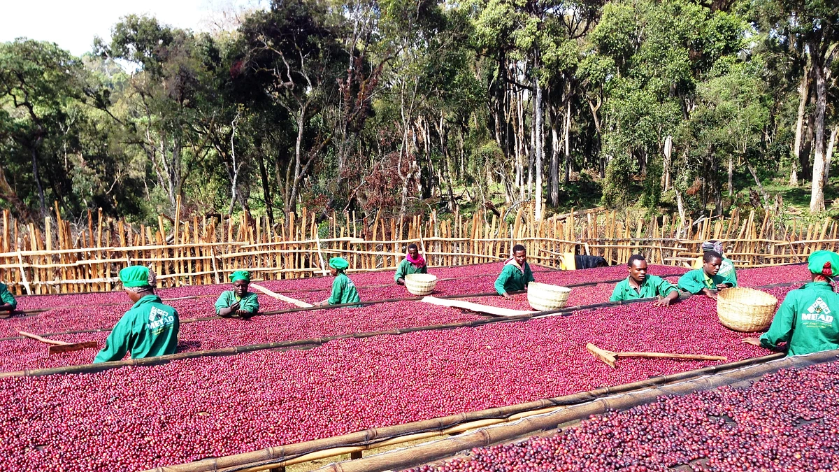 Ethiopia Hambela