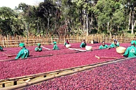 Ethiopia Hambela