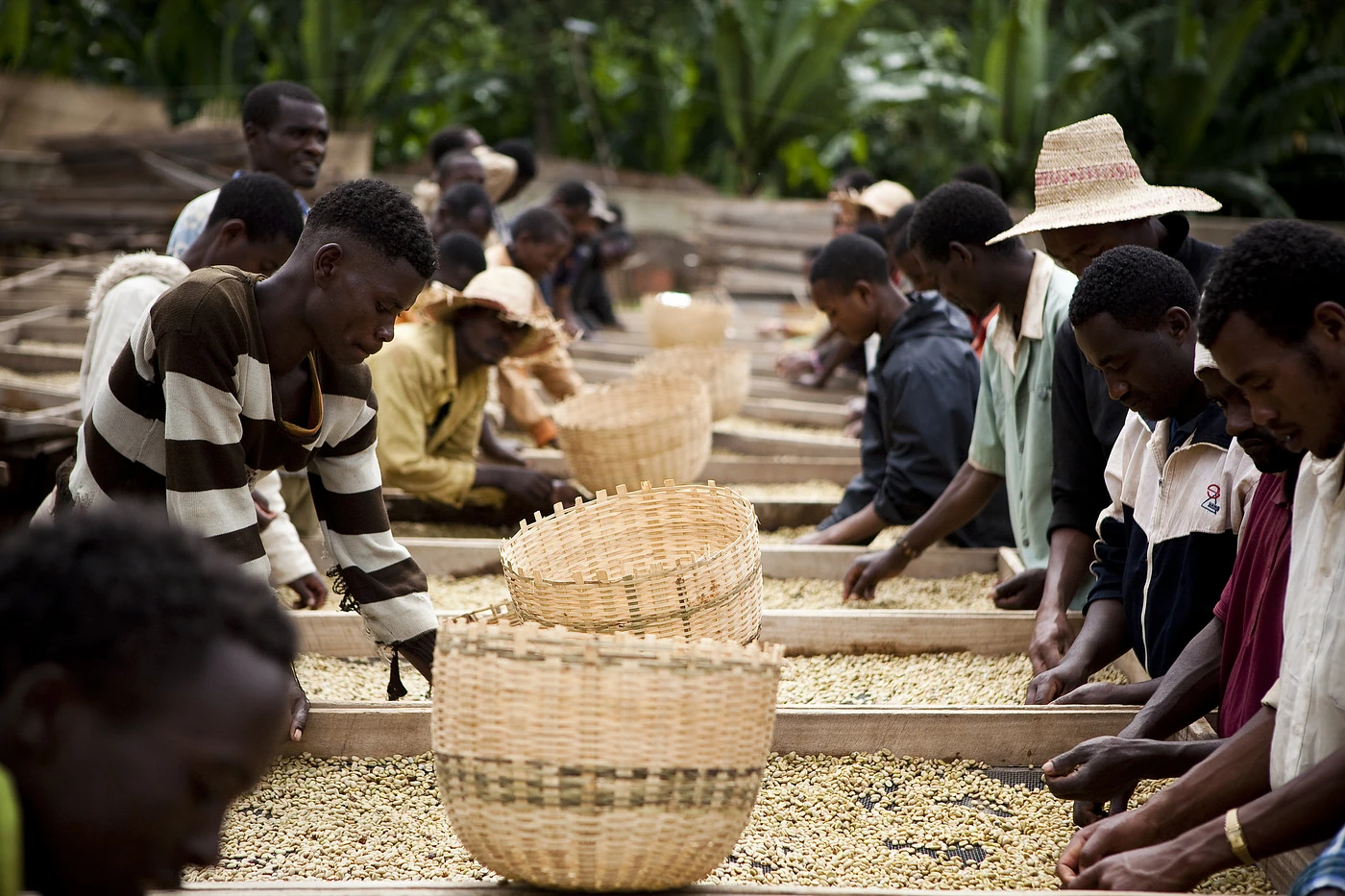 Purchase Chelelektu coffee with flavors of Lavender, Cane Sugar, Spices