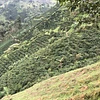 San Pedro Gesha image 2
