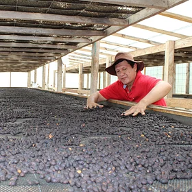 Purchase San Pedro Gesha coffee with flavors of Lemongrass, Tangerine, Citrus