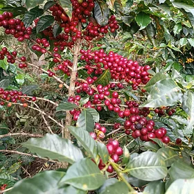 Purchase TS: El Paeso coffee with flavors of Orange, Citrus, Floral, Coconut