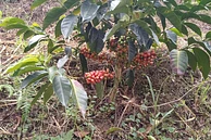 Aguazul Pink Bourbon