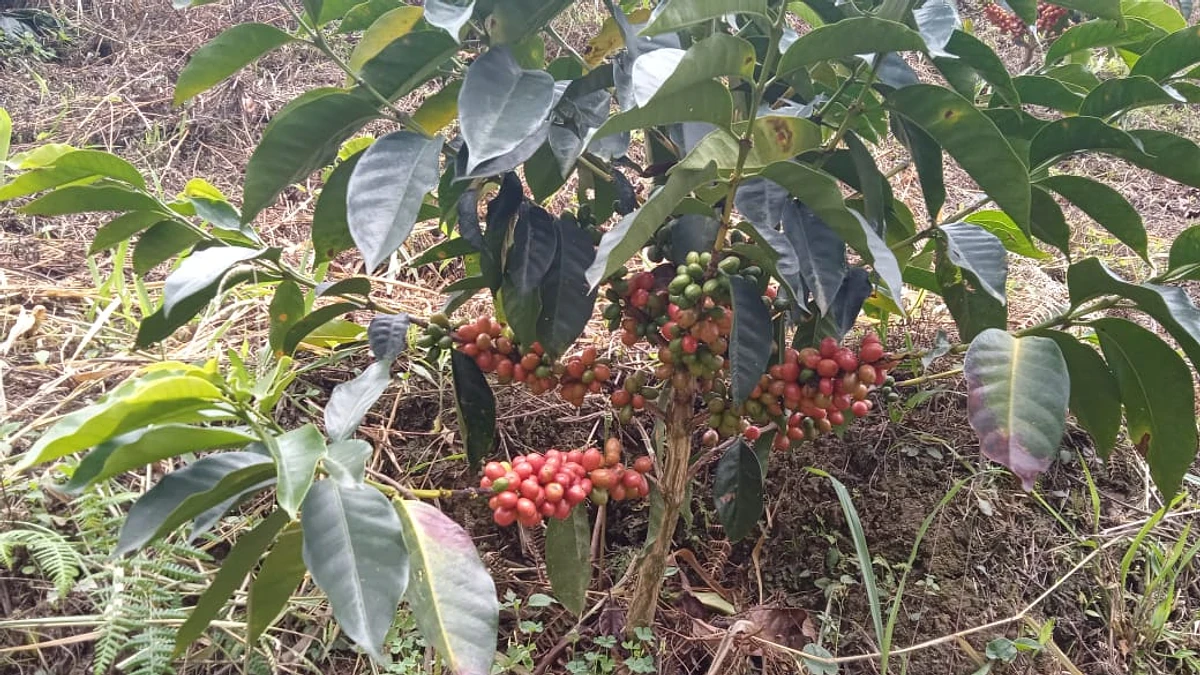 Aguazul Pink Bourbon