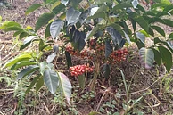 Aguazul Pink Bourbon