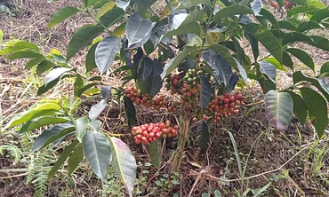 Aguazul Pink Bourbon