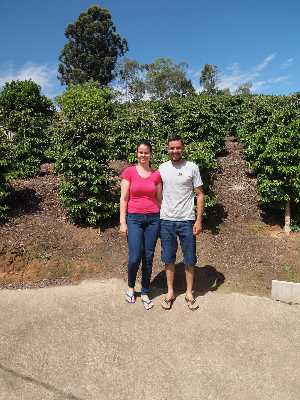 Purchase Sitio Vargem Grande #6  coffee with flavors of Caramel, Pear, Berry 