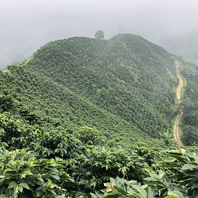 Purchase San Pedro Gesha coffee with flavors of Lemongrass, Tangerine, Citrus