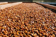 Tasting Series: Finca La Esperanza Honey