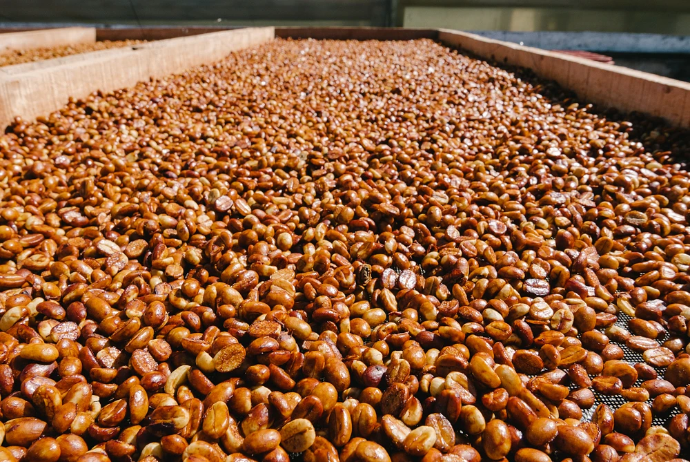Purchase Tasting Series: Finca La Esperanza Honey coffee with flavors of Strawberry, Chocolate, Floral