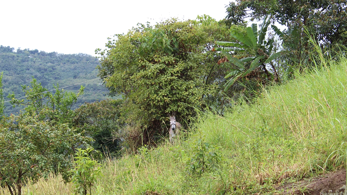 Alberca Collective #1 