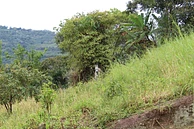 Alberca Collective #1 