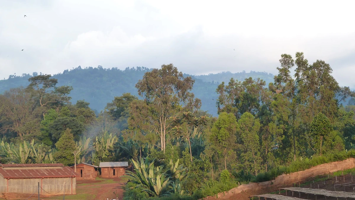 Ethiopia Aroresa