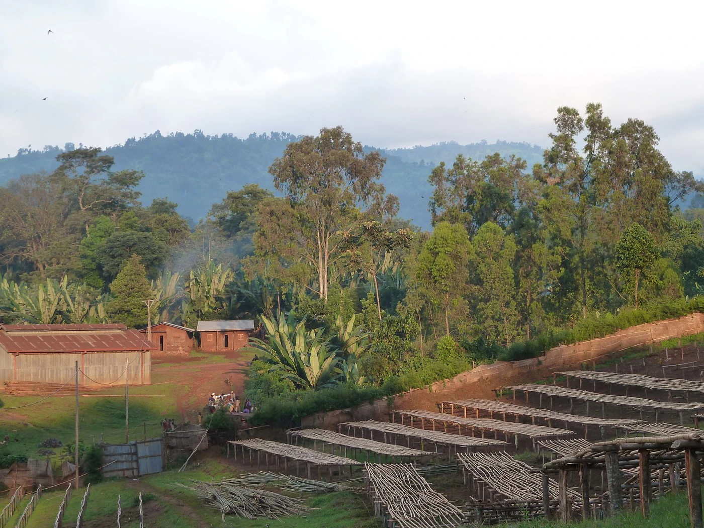 Purchase Ethiopia Aroresa coffee with flavors of Floral, Stonefruits, Herbal, Wildflower Honey