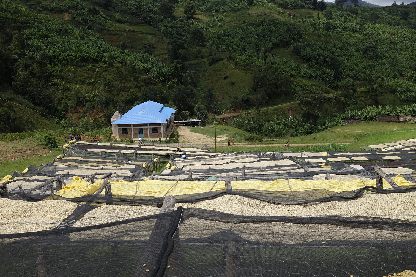 Purchase Sehe Collective coffee with flavors of Tasting Notes: Nectarine, Chocolate, Tannic