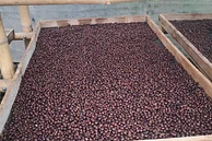 Julio Cesar Montenegro 