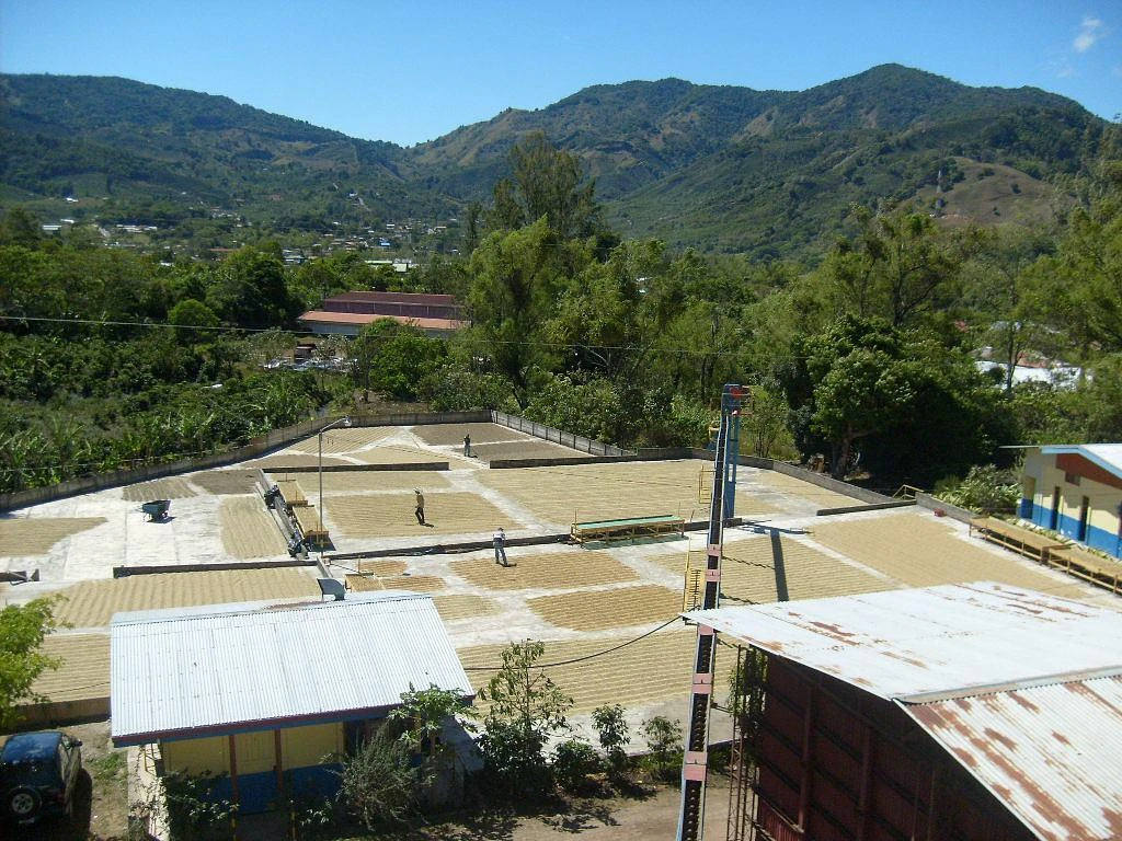 Purchase Bandera Brizuela coffee with flavors of Citrus, Cherry, Coconut, Molasses