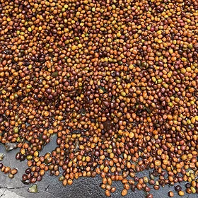 Purchase El Diviso '26 coffee with flavors of Rosemary, Nectarine, Lime, Honeycomb