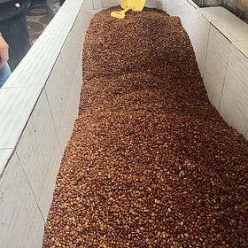 Purchase El Diviso '26 coffee with flavors of Rosemary, Nectarine, Lime, Honeycomb