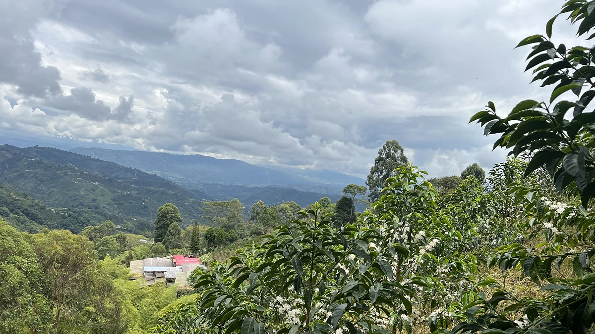 Purchase El Diviso '26 coffee with flavors of Rosemary, Nectarine, Lime, Honeycomb