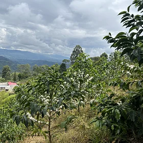 Purchase El Diviso '26 coffee with flavors of Rosemary, Nectarine, Lime, Honeycomb