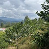 Purchase El Diviso '26 coffee with flavors of Rosemary, Nectarine, Lime, Honeycomb