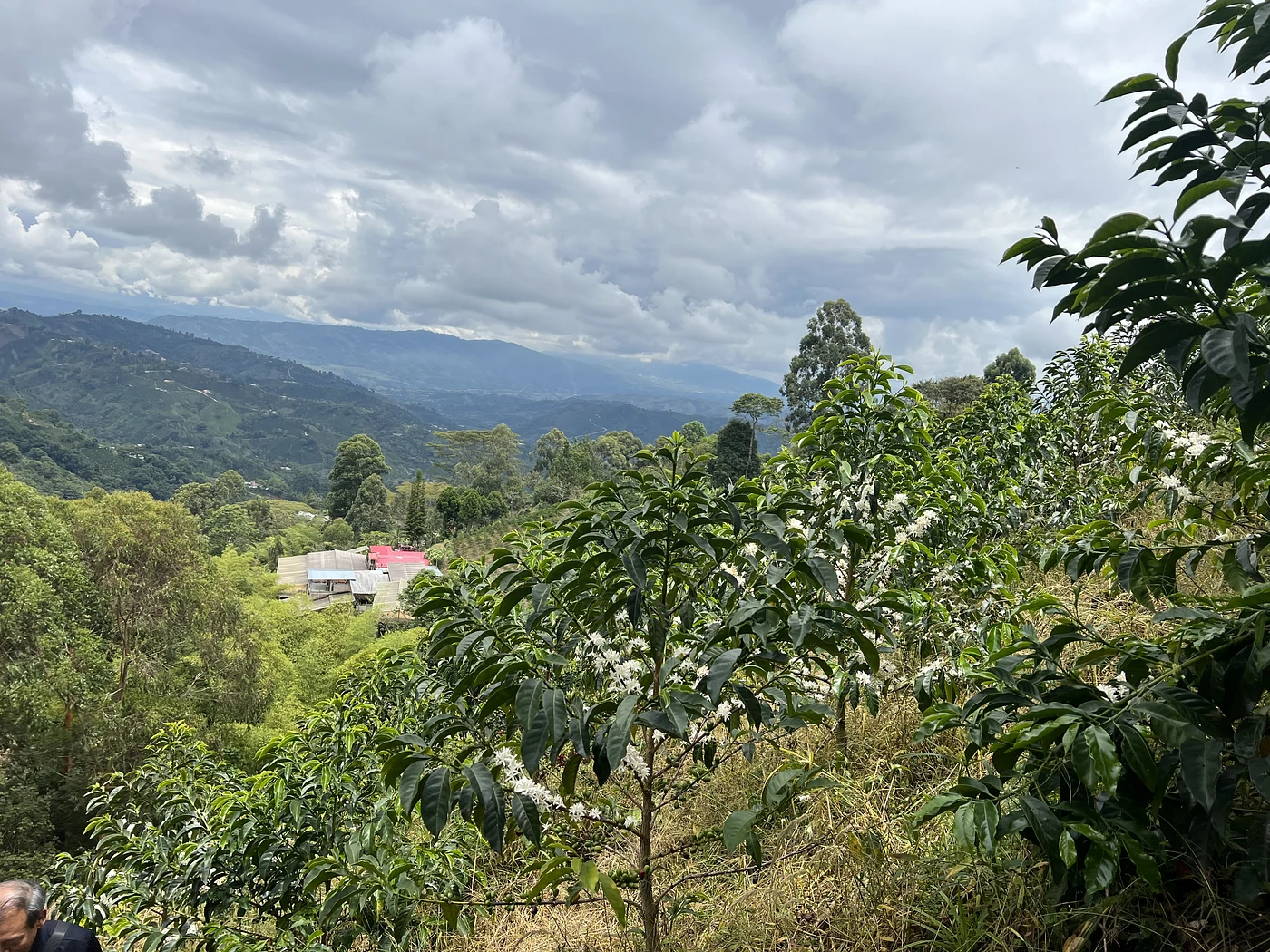 Purchase El Diviso '26 coffee with flavors of Rosemary, Nectarine, Lime, Honeycomb