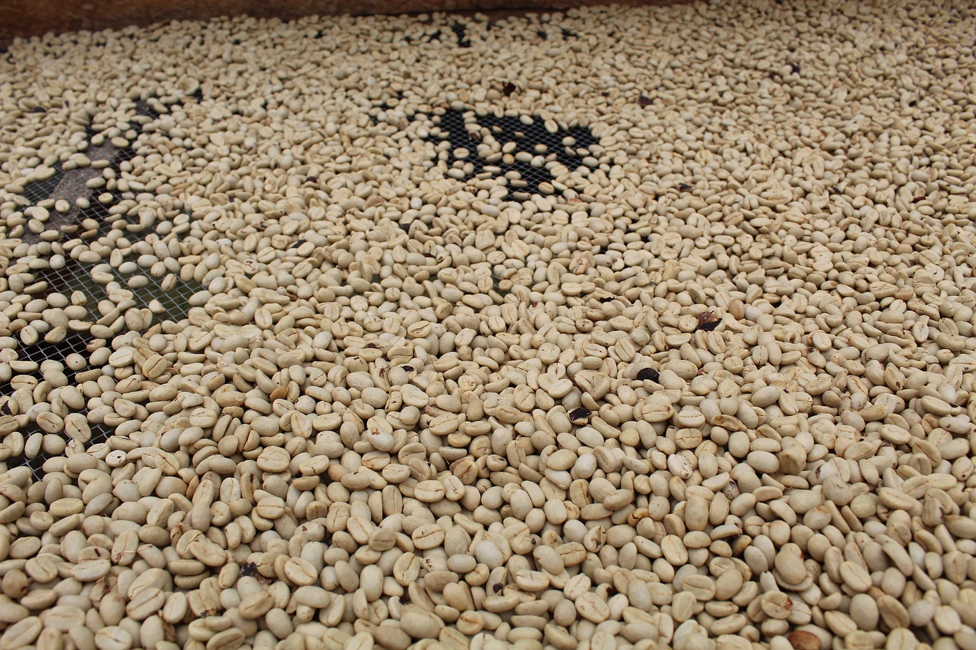 Purchase Yacuanquer Supreme coffee with flavors of Tasting Notes: Plum, Rose, Tropical Fruit