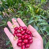 Purchase El Diviso '26 coffee with flavors of Rosemary, Nectarine, Lime, Honeycomb