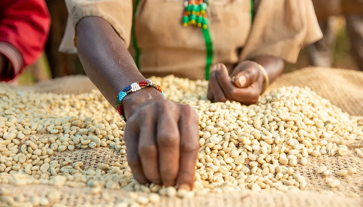 Hands sorting parchment coffee on a raised drying bed