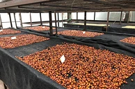 Fresno Decaf