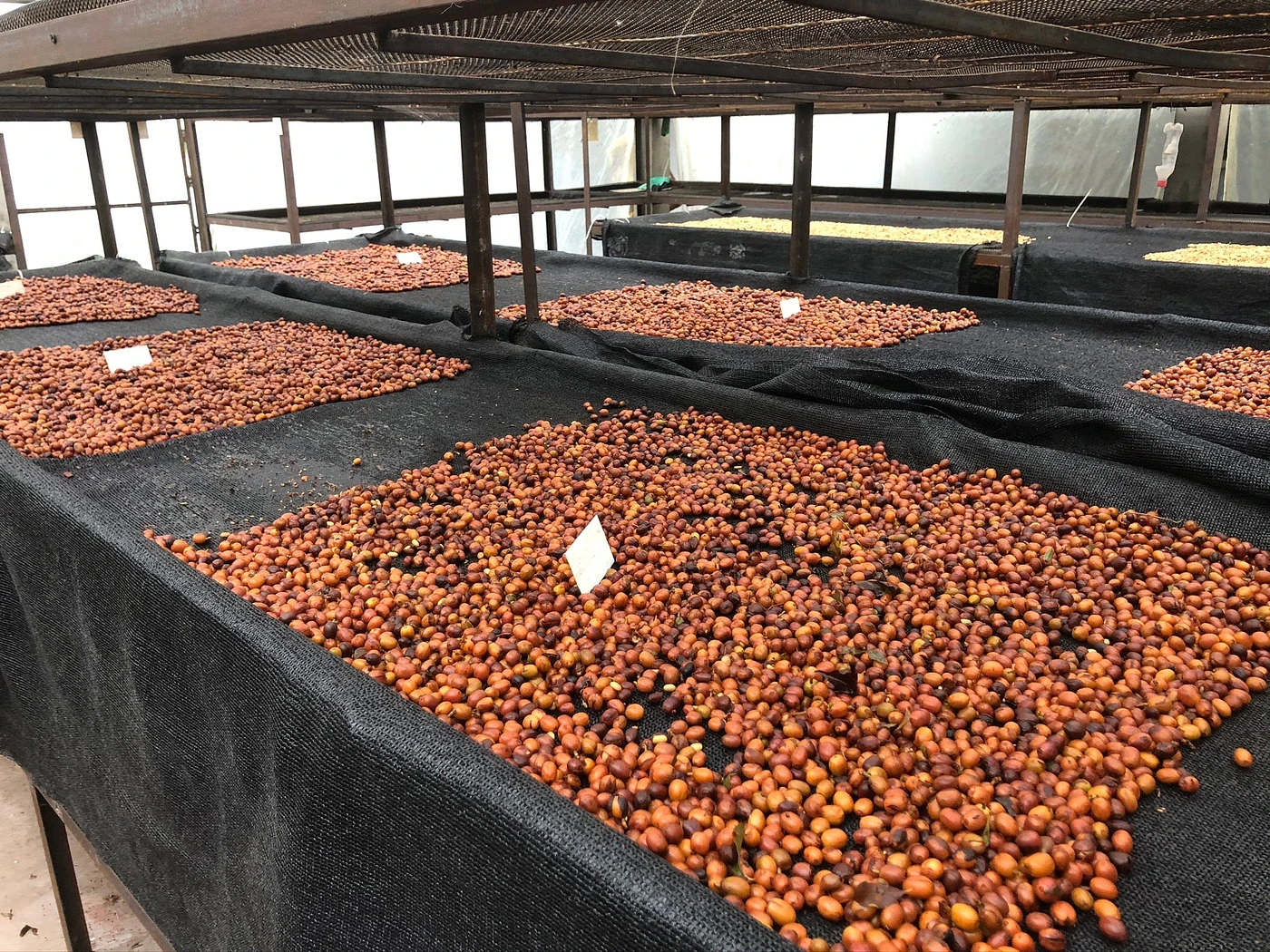 Purchase Fresno Decaf coffee with flavors of Tropical Fruit, Cacao, Honey